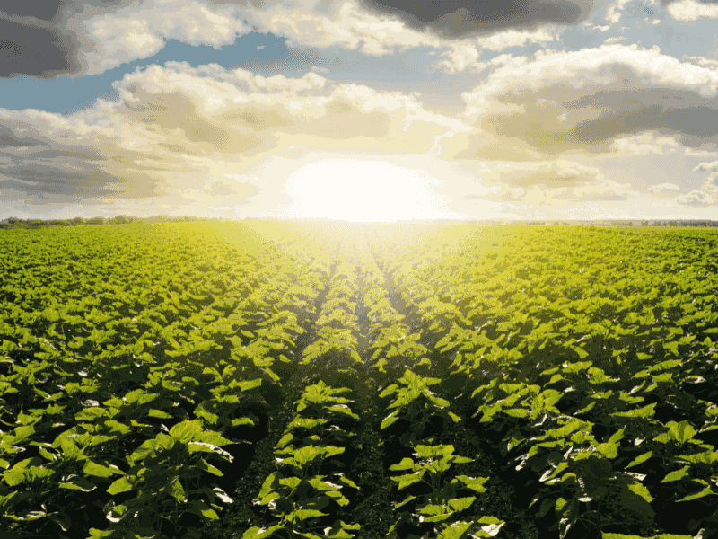 War Recovery & Community Healing